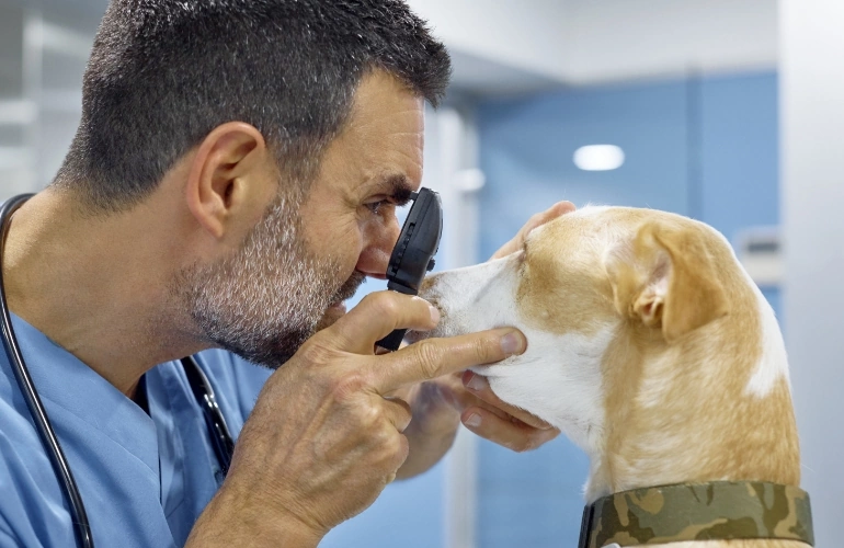 Badanie okulistyczne u psa