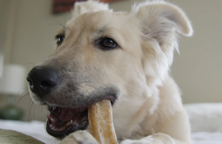 Pies je smaczki do zębów