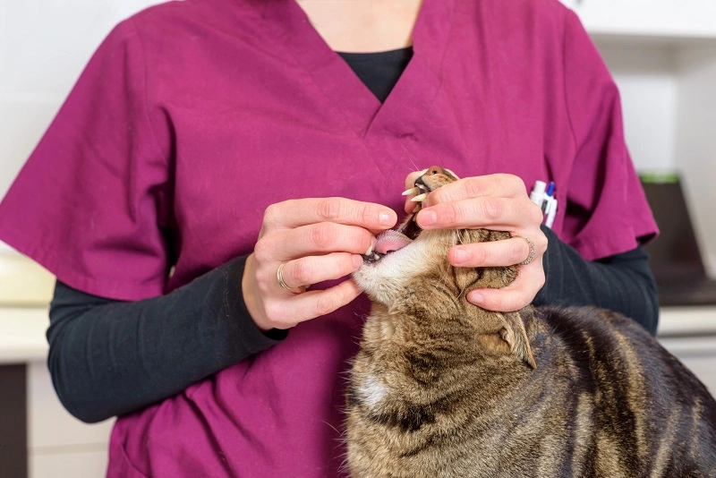 Podawanie kotu tabletki na odrobaczanie
