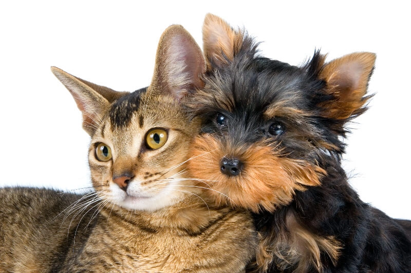 Pies i kot