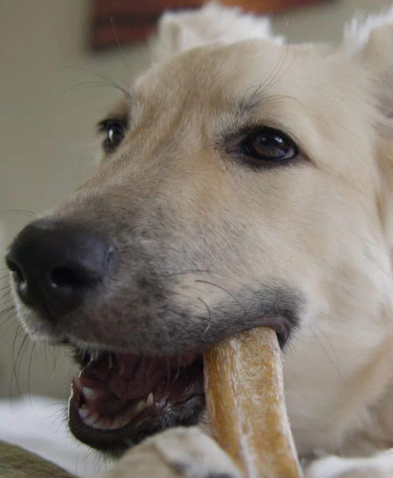 Pies jedzący specjalne smaczki do zębów