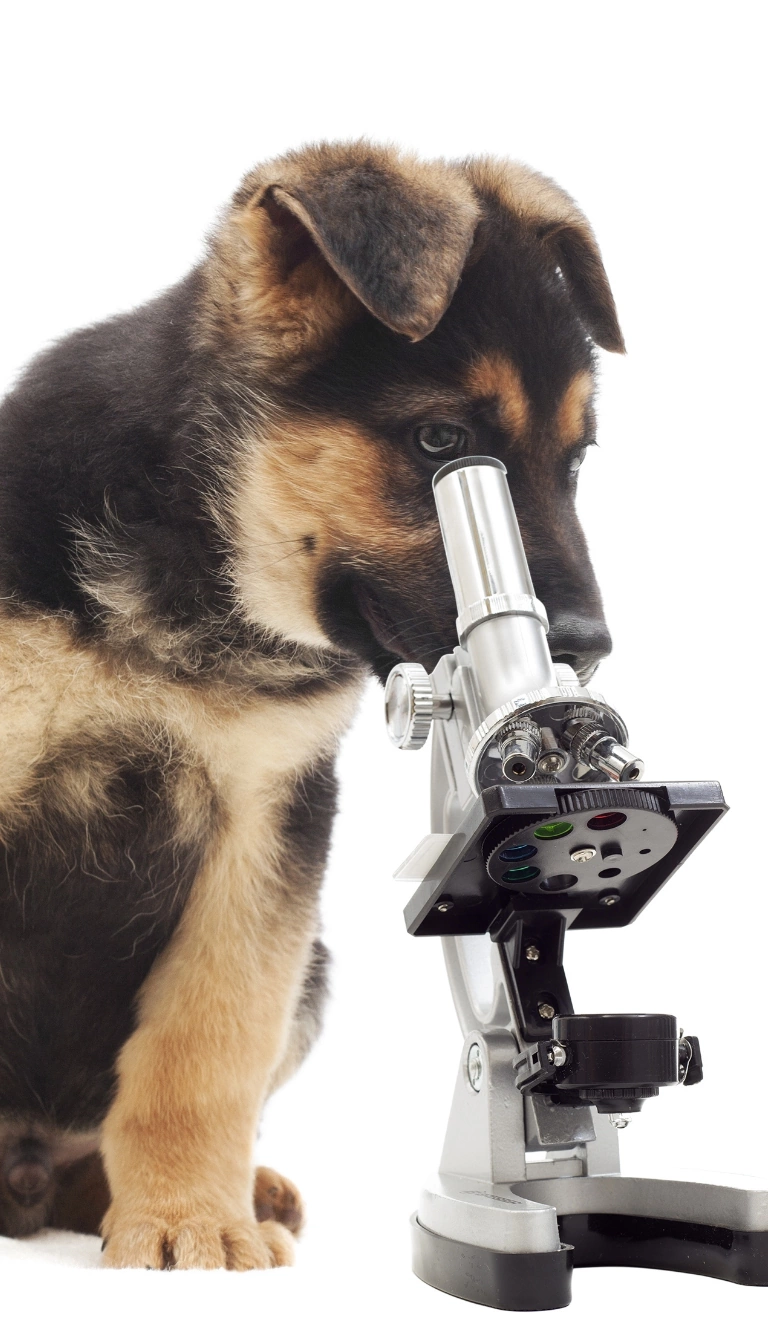 Pies i mikroskop