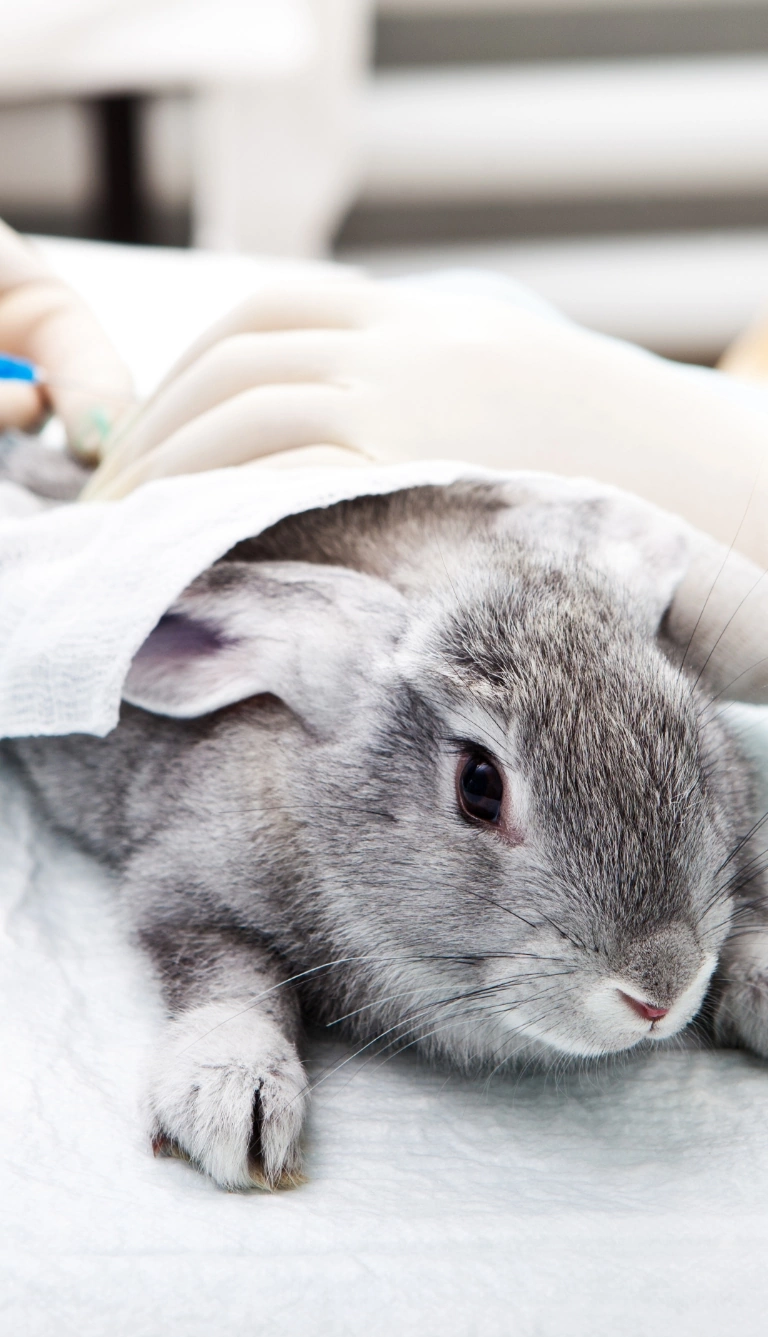 Przygotowanie królika do operacji